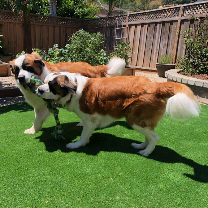 Dogs playing on artificial turf from Watersavers Turf in San Jose, California