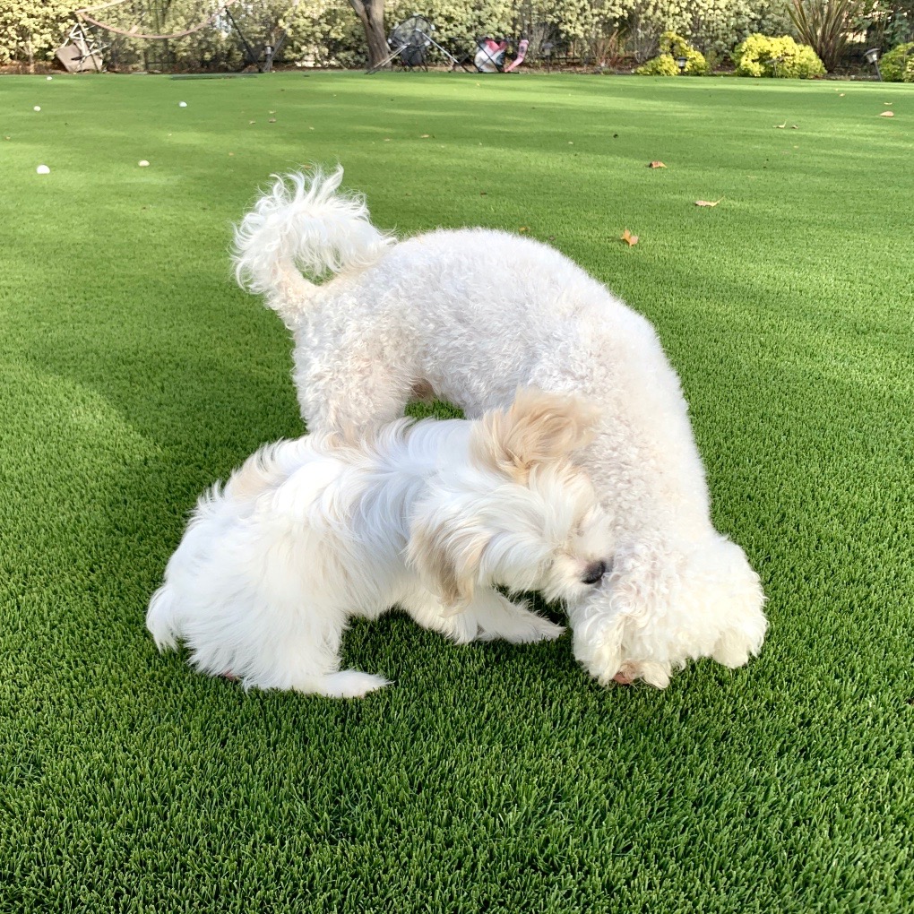 Puppy play time on artificial turf
