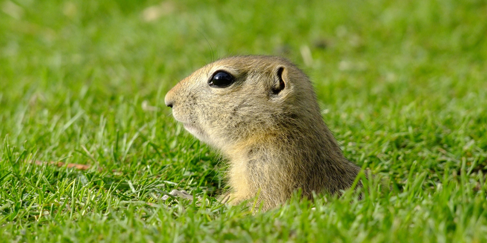 Gopher wire keeps pesky rodents out of your yard.