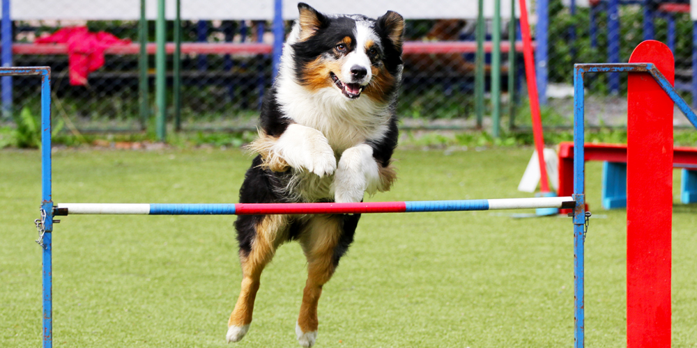 Dog parks using synthetic grass.