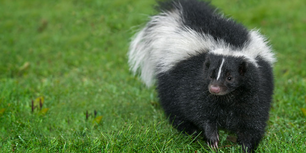 Learn how to remove skunk odor from artificial turf by reading the Watersavers Turf blog.