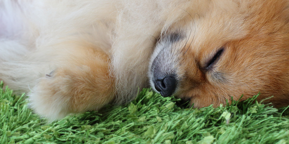 Installing artificial grass can help stop the spread of dog germs.