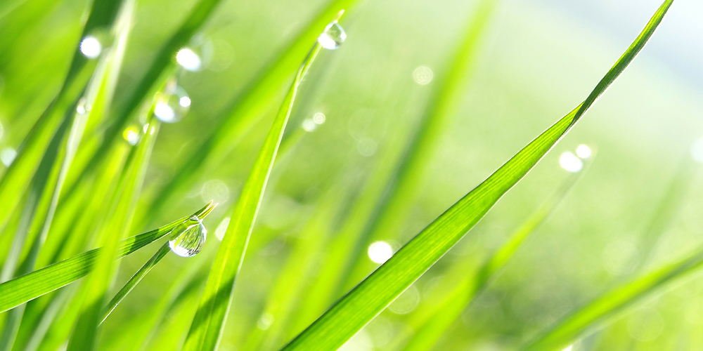 Artificial grass has benefits during rain and drought.