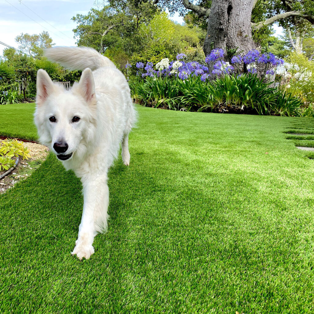 Pets love our artificial turf, Evernatural Premium