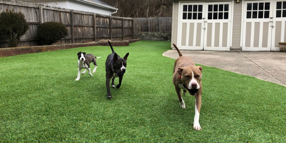 Dogs running on artificial grass in a pet-friendly yard
