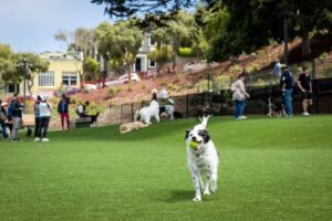 Pup enjoying artificial grass for dog parks at a local SF park